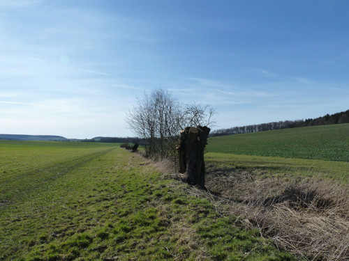 Lippische Naturlandschaft: Der Königsbach in Blomberg