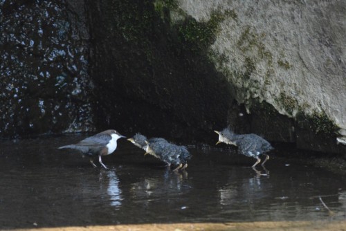 Foto BUND Lemgo: Wasseramsel mit Nachwuchs