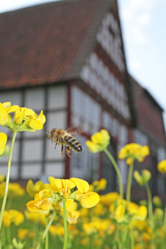 Bei einem Bienentag geht es im LWL-Freilichtmuseum Detmold um die Imkerei früher und heute. Foto: LWL/Jähne
