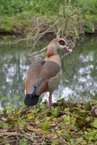 2016-05-25 Nilgans Presse 40