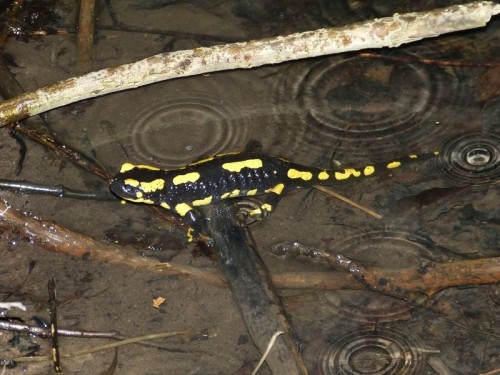 Feuersalamander suchen nur zum Larvenabsetzen vorübergehend kalte Quellbereiche auf, hier bei Leopoldshöhe. (Foto: Thies/Dudler, Nabu Leopoldshöhe)