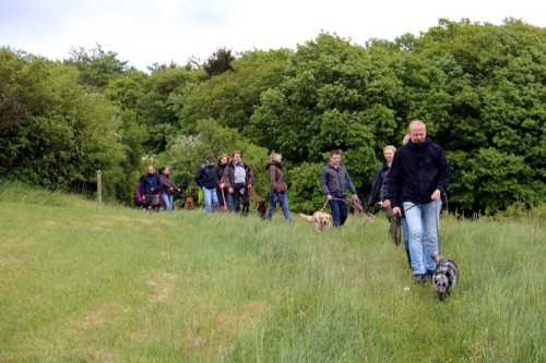 In Reih und Glied: Die Hundewanderer unterwegs 