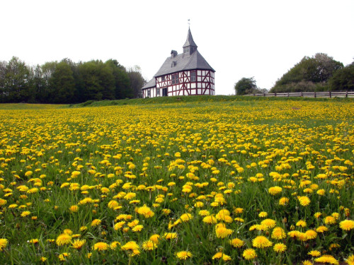 In der Kapellenschule aus Werthenbach, die im LWL-Freilichtmuseum Detmold im Siegerländer Weiler wieder aufgebaut wurde, finden ab dem kommenden Sonntag halbstündige Andachten statt. Foto: LWL