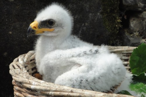 Steppenadler_Jungvogel_106