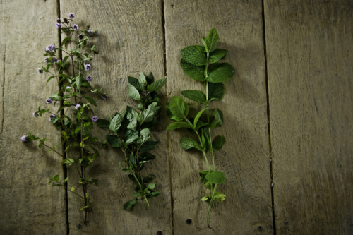 Kräuter aus den Museumsgärten bilden die Basis für das Mitmachprogramm „Grüne Sauce“ im LWL-Freilichtmuseum Detmold. Foto: LWL/DBCO