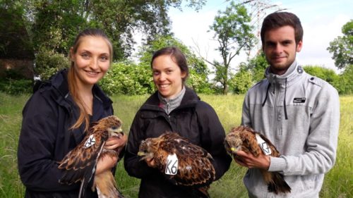 Halten junge Rotmilanküken nach der Beringung (von links): Astrid Potiek , Anna-Katharina Müller (beide Universität Bielefeld) und Tobias Wienert (Kreis Lippe).