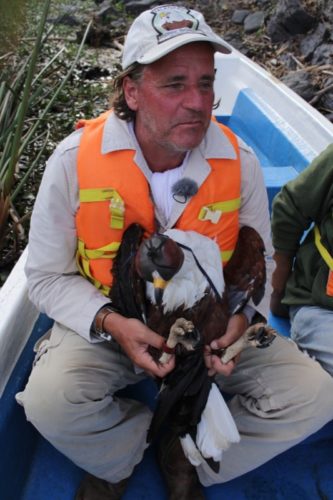 06_afrikan_schreiseeadler_klein