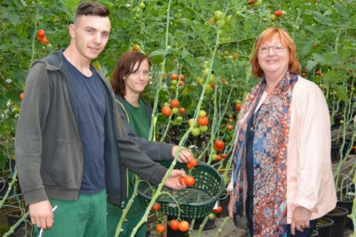 Gartenarbeit im Heidehaus: Die beiden Auszubildenden zeigen der SPD-Bundestagsabgeordneten Petra Rode-Bosse die reiche Tomatenernte. 