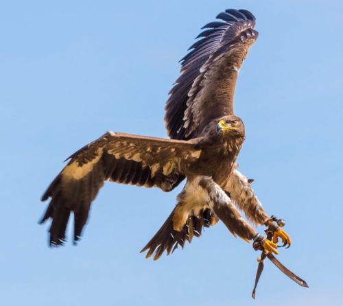 _dsc1990steppenadleradlerwarte_26264779195_o_zuschnitt