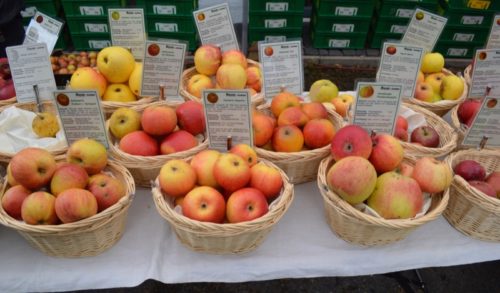 Mit 130 alten Apfelsorten aus Streuobstwiesen erreicht der Apfeltag des BUND Lemgo einen neuen Rekord.