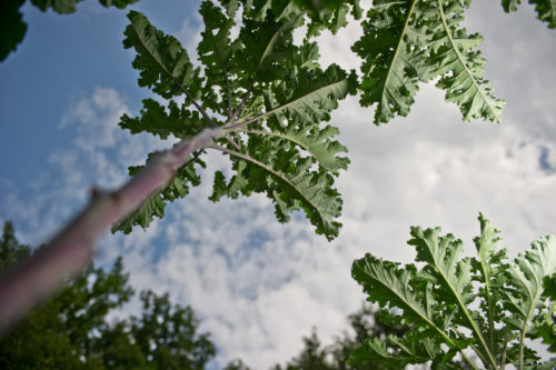 Die sogenannte Lippische Palme ist eine alte Grünkohlsorte. Foto: LWL/DBCO