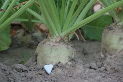 Mit den Zuckergehalten sind die Bauern sehr zufrieden. Das Foto zeigt ein Herz aus Würfelzucker: „Wir machen Landwirtschaft – mit richtig viel Herz!“ – ist auch der Leitspruch der neuen Kampagne des Berufsstandes. 