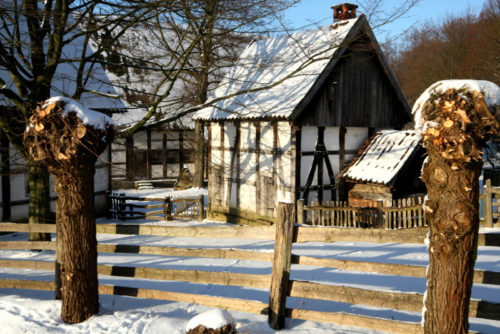 Die Weiden im LWL-Freilichtmuseum Detmold werden bei einem Workshop gemeinsam geschnitten. Foto: LWL/Jähne